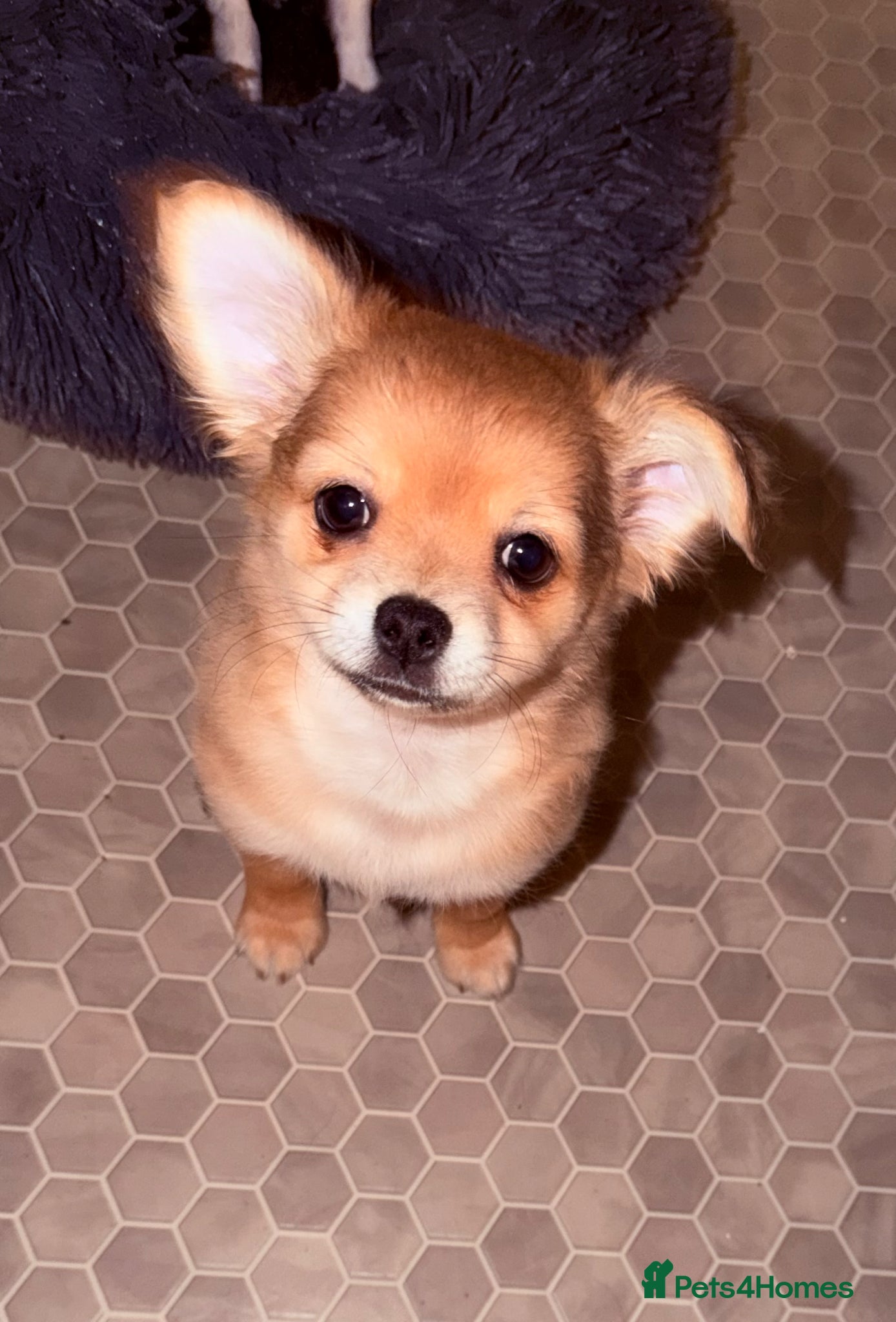 Pomchi dogs Pomchi boy - Advert 12