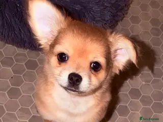 Pomchi dogs Pomchi boy - Advert 9