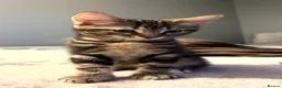 Mixed Breed cats for sale: Kitten for sale (Bengal/Blue) in Accrington - Advert 2