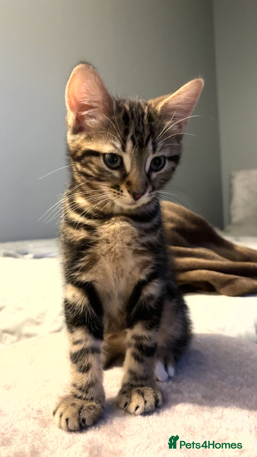 Mixed Breed cats for sale: Kitten for sale (Bengal/Blue) in Accrington - Advert 2