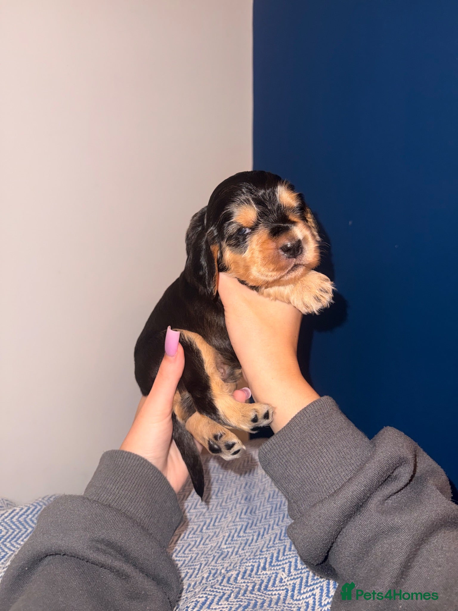 Cocker Spaniel dogs Outstanding KC registered Cocker Spaniel Puppies  - Advert 1