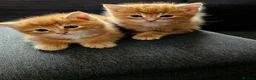 Mixed Breed cats for sale: Three beautiful kittens for sale - Advert 7