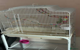 Ringnecks birds for sale: Indian ringneck with cage and stand  - Image 2