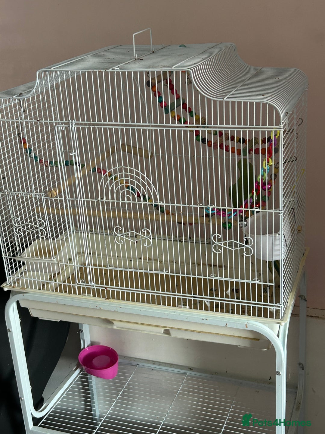 Ringnecks birds for sale: Indian ringneck with cage and stand  - Image 2