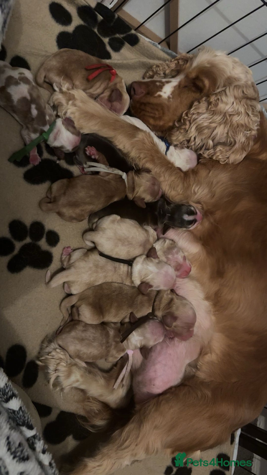 Cocker Spaniel dogs for sale: 🐶 Beautiful Show Cocker Spaniel Puppies 🐾 - Image 12