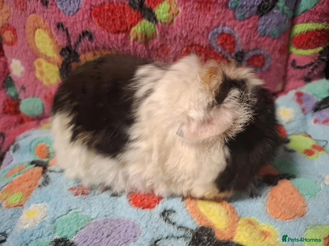 Guinea Pig rodents for sale: Baby Longhaired Boars Texel/Merino To Reserve - Advert 4