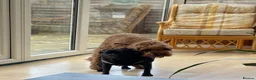Cavapoo dogs for stud:  Experienced Male Available for Stud Service  - Advert 6