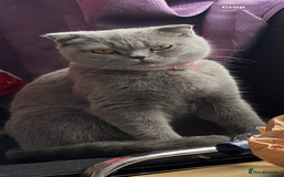British Shorthair cats for sale: Four tiny heart-stealers looking for loving home - Image 16