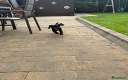 Cocker Spaniel dogs for sale: Working Cocker Spaniel pups in Houghton le Spring - Image 10