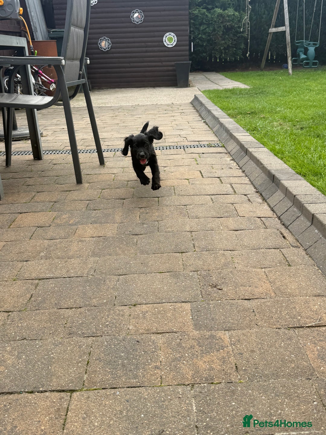 Cocker Spaniel dogs for sale: Working Cocker Spaniel pups in Houghton le Spring - Image 10