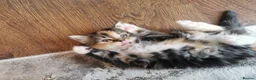 Mixed Breed cats for sale: Absolutely stunning kittens looking for a new home - Advert 7