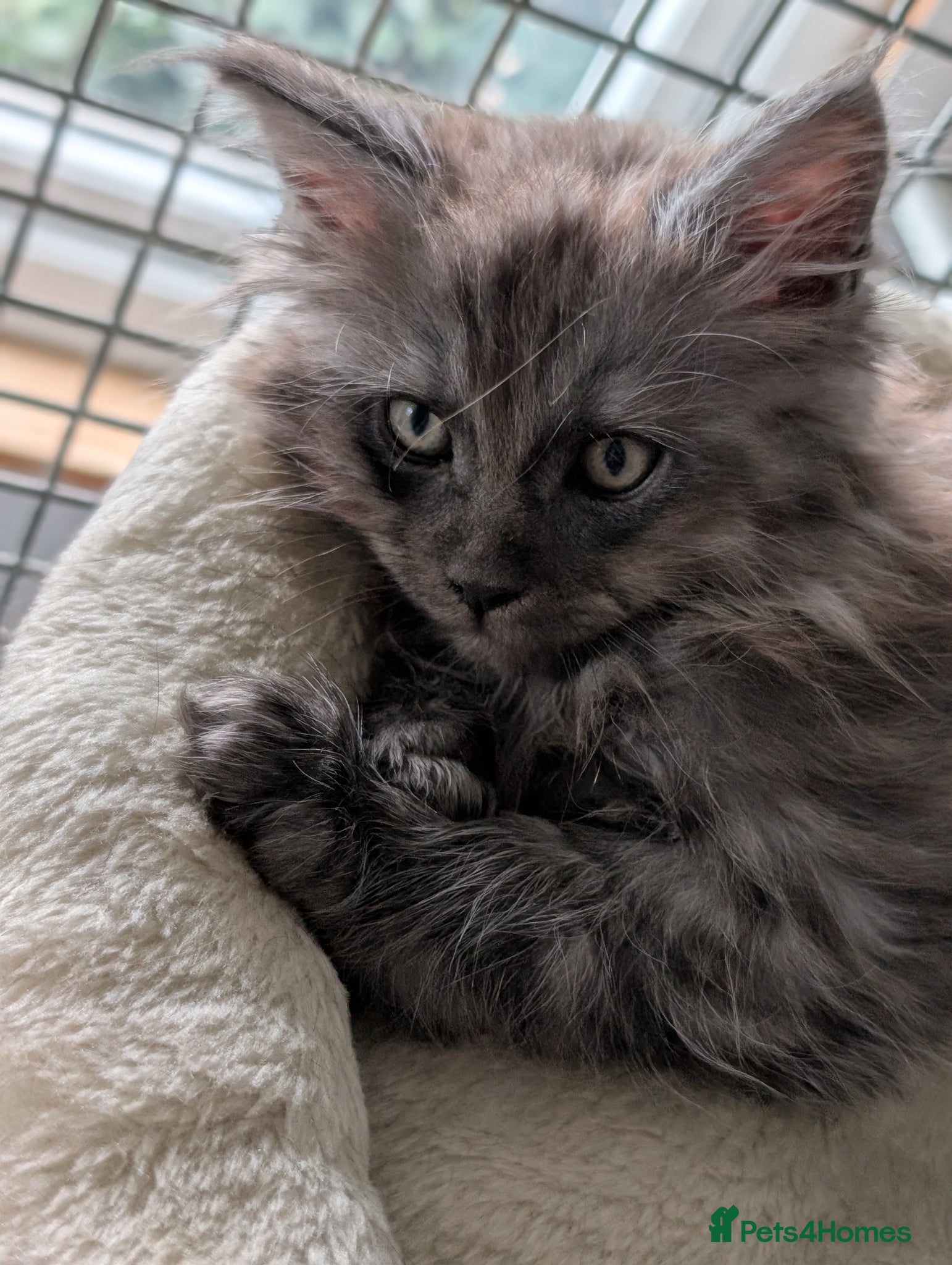 Maine Coon cats Stunning Tica pedigree kittens - Advert 1