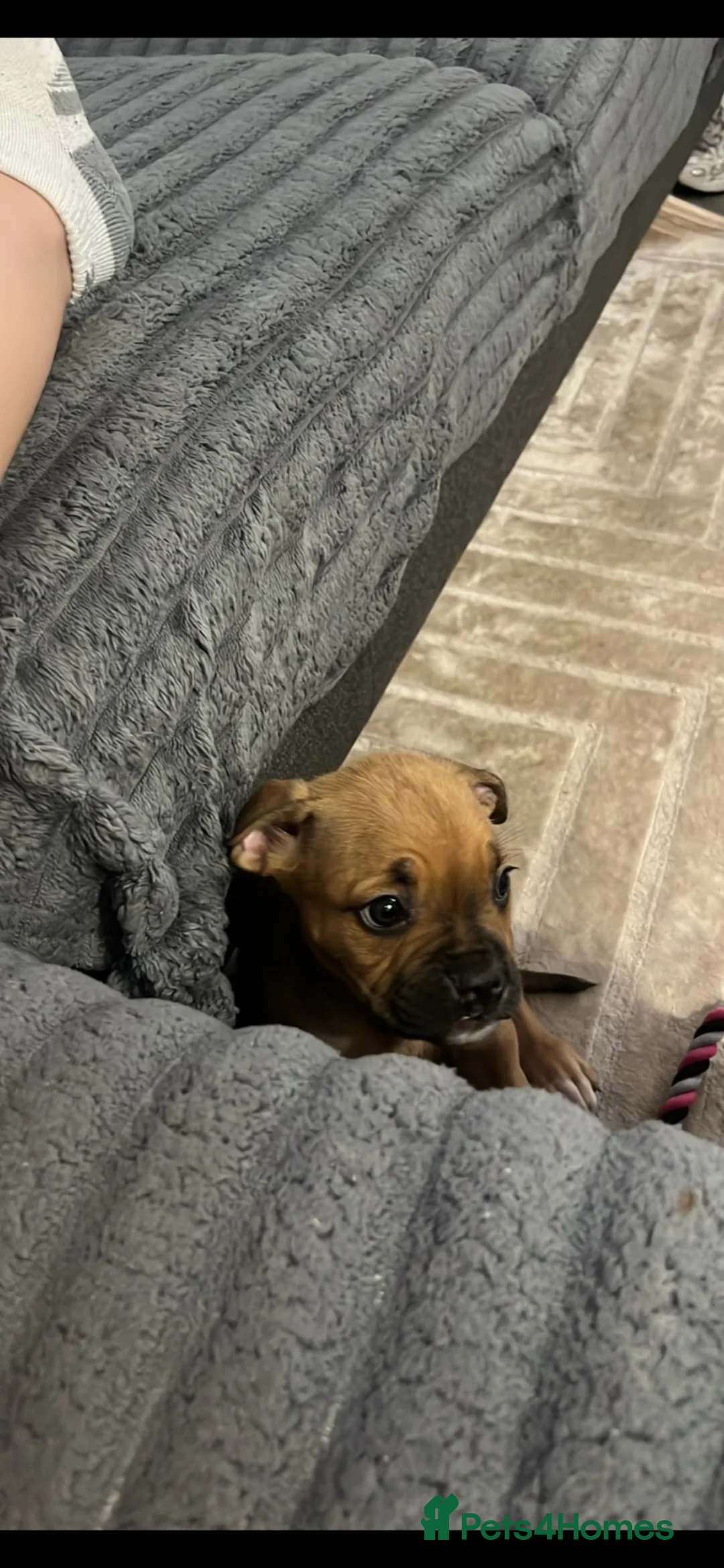 Mixed Breed dogs for sale: 10+weeks  in Bradford - Advert 5