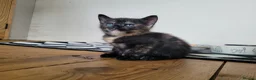 Mixed Breed cats for sale: 3 beautiful kittens left - Advert 14