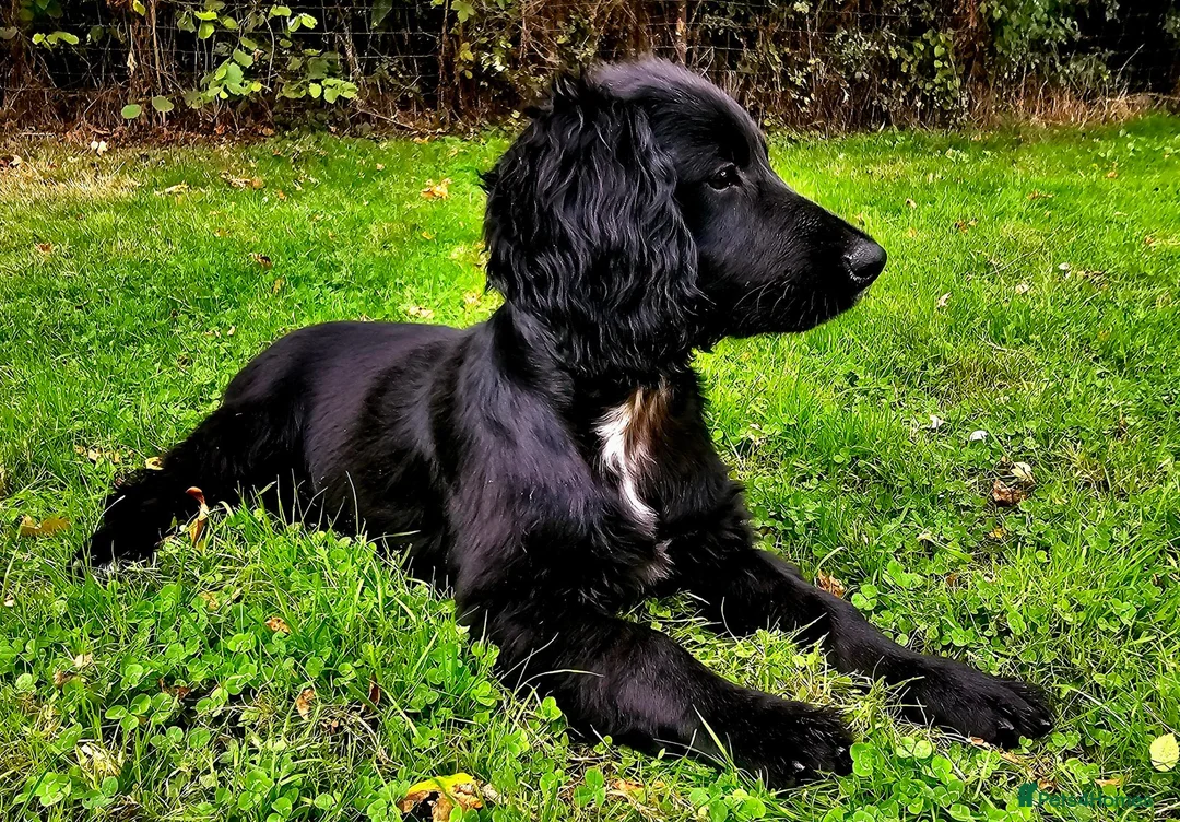 Cocker Spaniel dogs for sale: Cocker Spaniel Puppies  - Advert 2