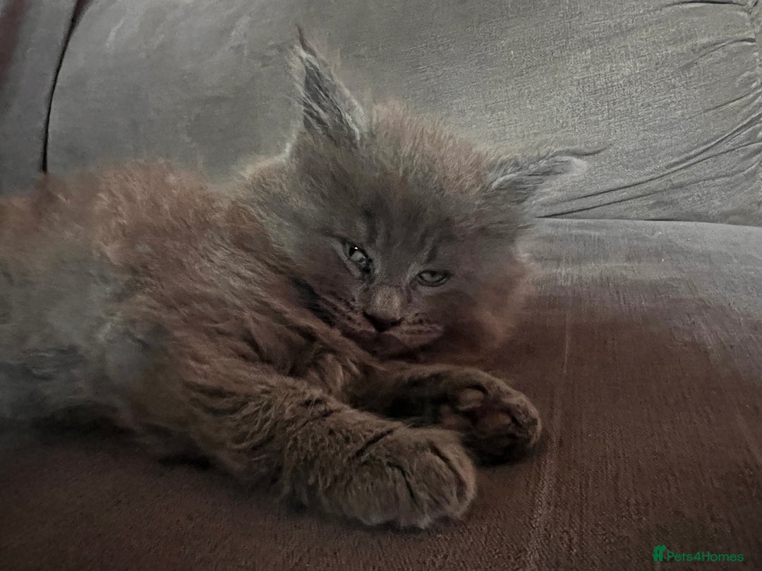 Maine Coon cats for sale: Maine coon kitten for sale - Advert 7