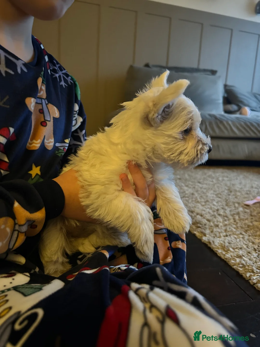 West Highland Terrier dogs for sale: Two Westie babies for sale  - Advert 4