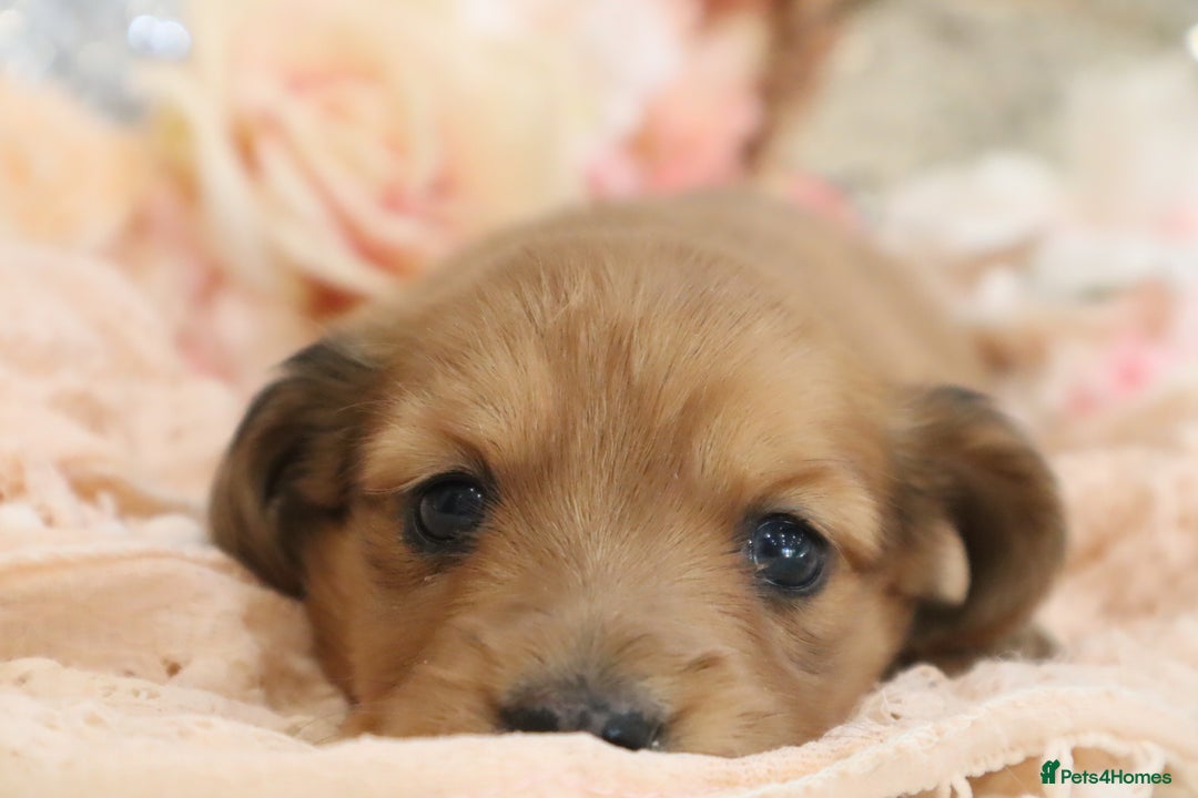 Miniature Dachshund dogs for sale: KC Registered Miniature Dachshund Puppies - Image 13