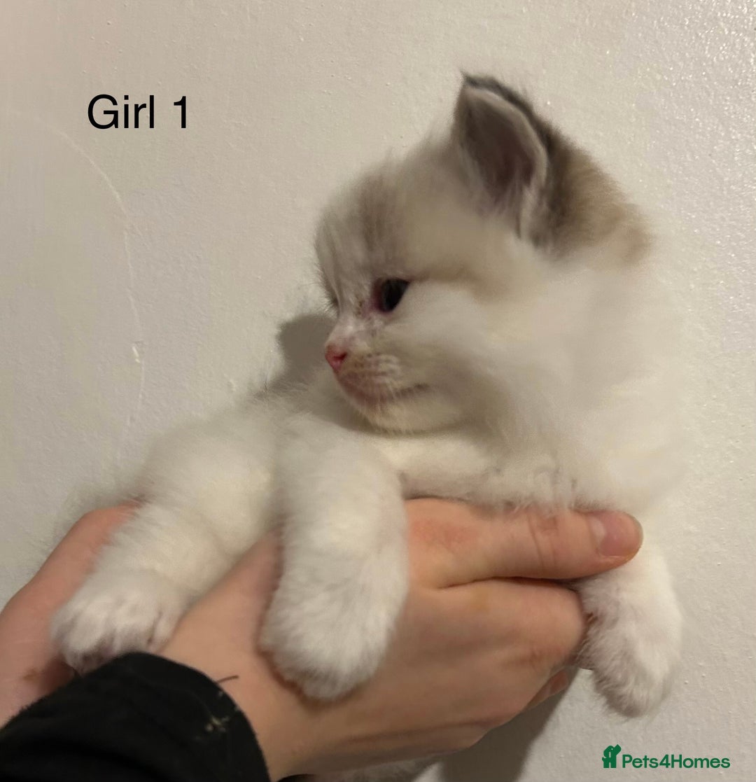 Ragdoll cats for sale: Seal Tabby Point & white Biocolour Ragdoll kittens - Advert 1