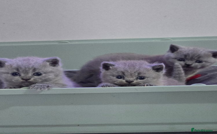 British Shorthair cats - Advert 1