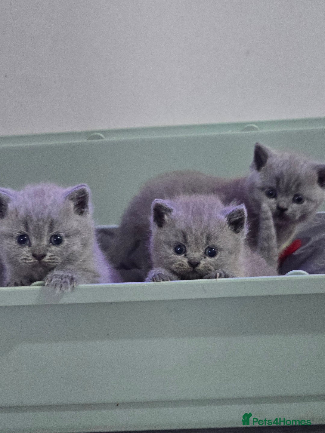 British Shorthair cats for sale: British short hair kittens  - Image 1