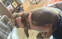 Miniature Dachshund dogs for sale: Female miniature dachshund  - Image 10