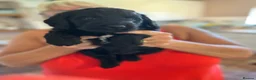 Labradoodle dogs for sale: Beautiful happy labradoodle puppies Ready 15.07.26 - Advert 14
