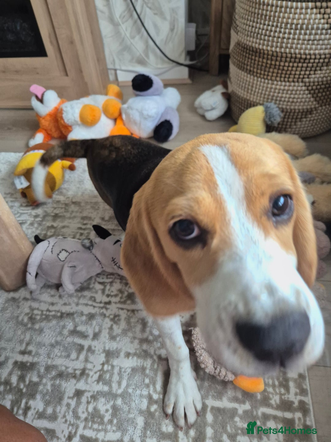 Beagle dogs for sale: Looking for a new loving family 10 mouths beagle  - Advert 12