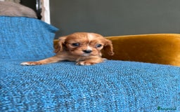 Cavalier King Charles Spaniel dogs for sale: 3 male 1 female cavalier King Charles pups - Image 8