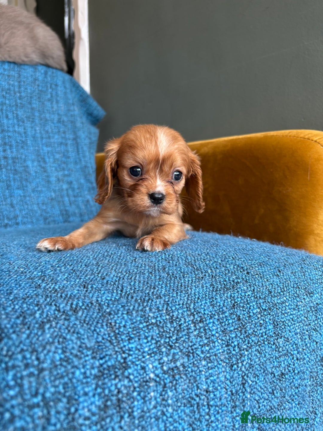 Cavalier King Charles Spaniel dogs for sale: 3 male 1 female cavalier King Charles pups - Image 8