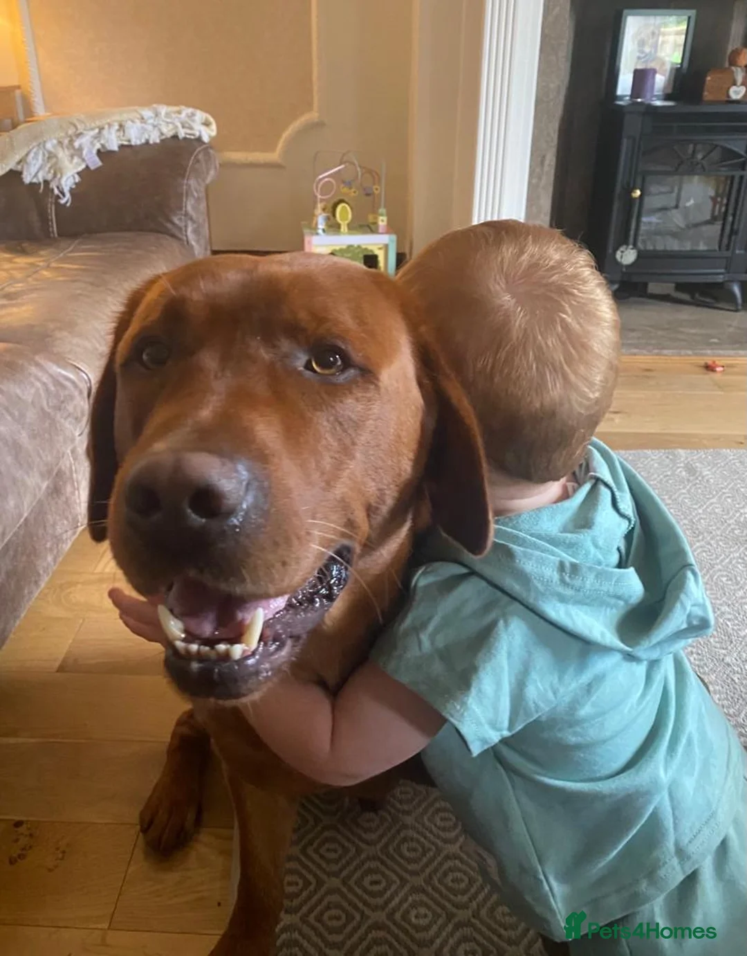 Labrador Retriever dogs for sale: Waiting list for February 24th fox red labs  - Advert 4