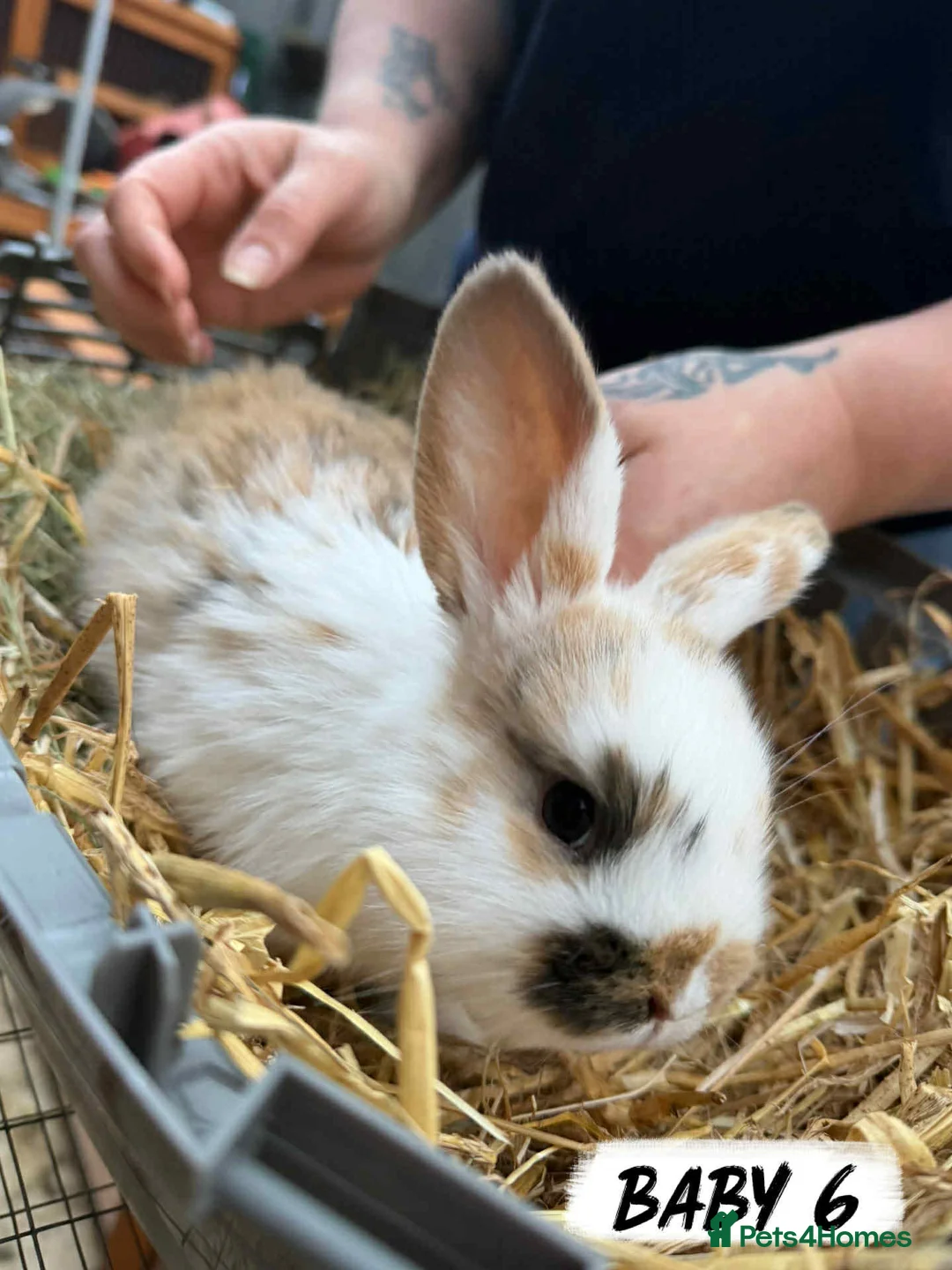Mixed Breed rabbits for sale: Rabbits looking for forever homes! - Advert 3