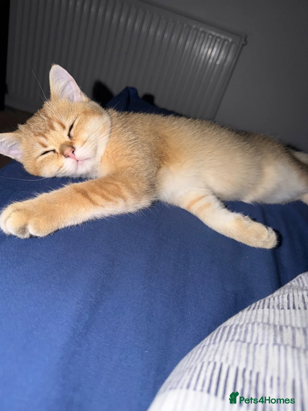 British Shorthair cats for sale: British Shorthair / Scottish Fold Kitten in London - Advert 2