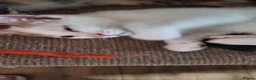 Mixed Breed cats for sale: Beautiful kittens for sale - Advert 3