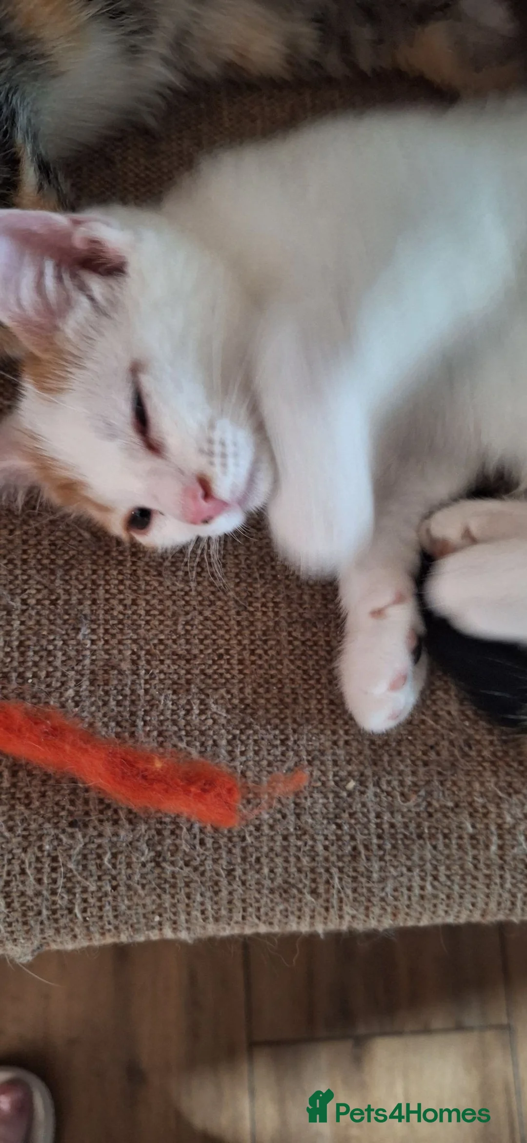 Mixed Breed cats for sale: Beautiful kittens for sale - Advert 3