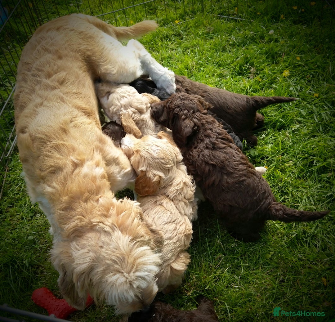 Labradoodle dogs for sale: Beautiful miniature labradoodle puppies - Image 4