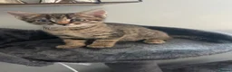 Mixed Breed cats for sale: Female tabby  in Bristol - Advert 2