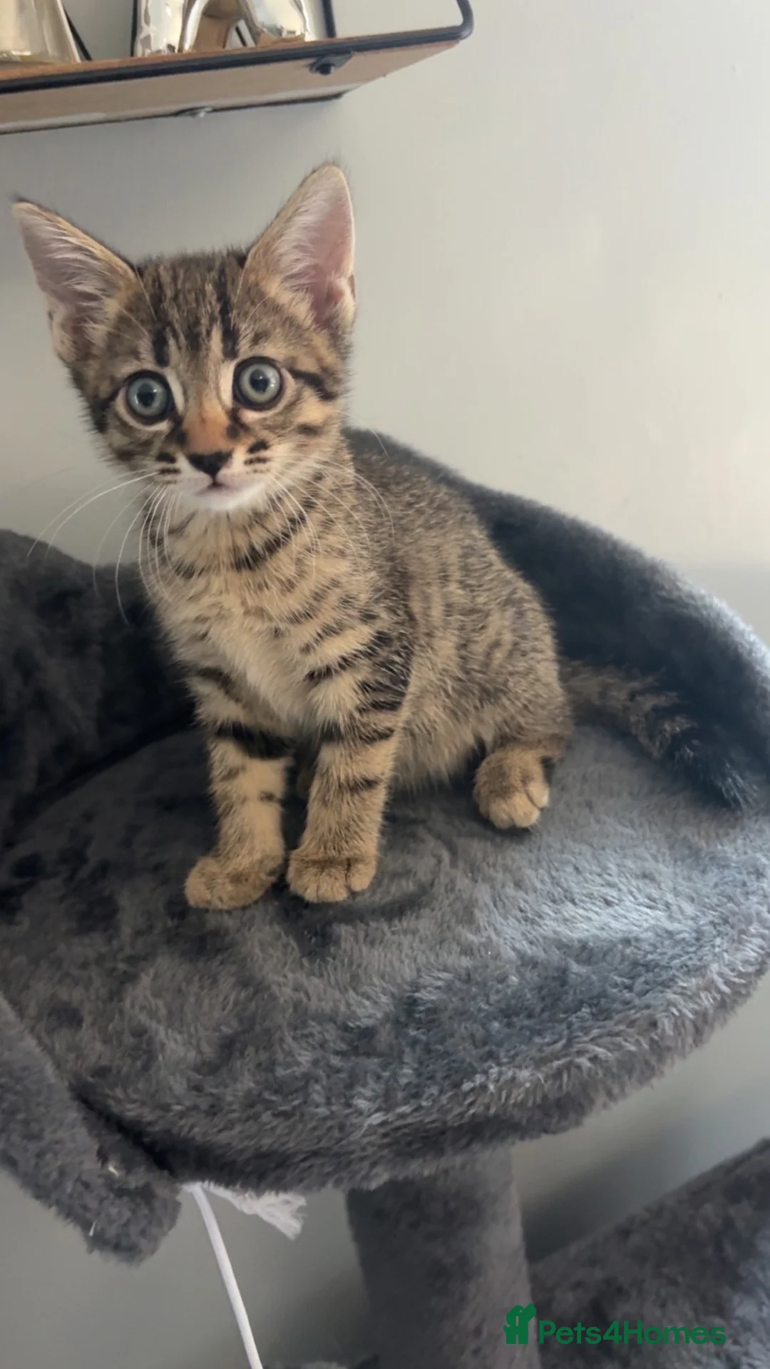 Mixed Breed cats for sale: Female tabby  in Bristol - Advert 2