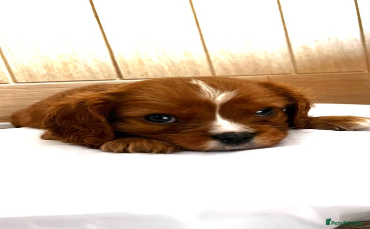 Cavalier King Charles Spaniel dogs - Advert 7