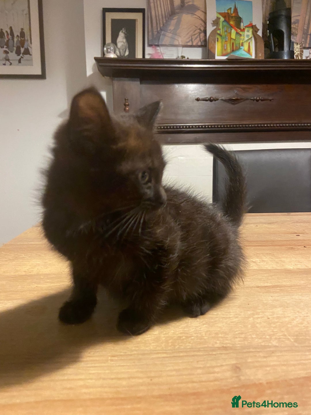 Mixed Breed cats for sale: Kittens, Cross Ragdoll - Image 10