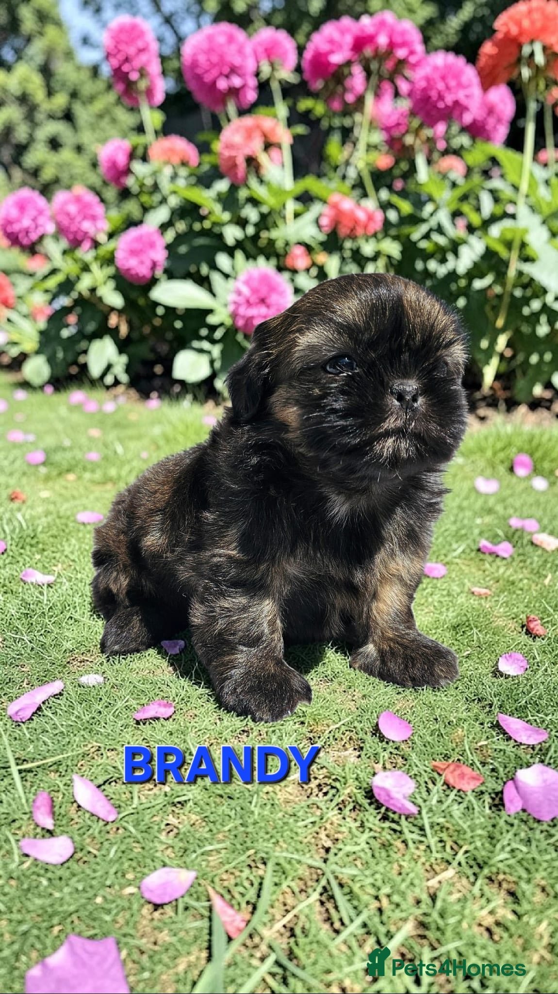 Shih Tzu dogs STUNNING PURE STANDARD SHIH TZU  - Advert 2