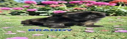 Shih Tzu dogs for sale: STUNNING PURE STANDARD SHIH TZU  - Advert 27
