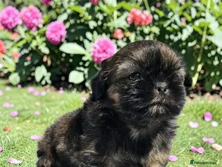 Shih Tzu dogs STUNNING PURE STANDARD SHIH TZU - Advert 2