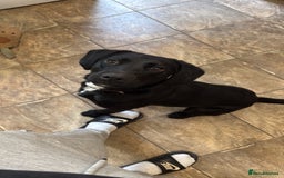 Mixed Breed dogs for sale: 1 year old GSP X Lab  - Image 2