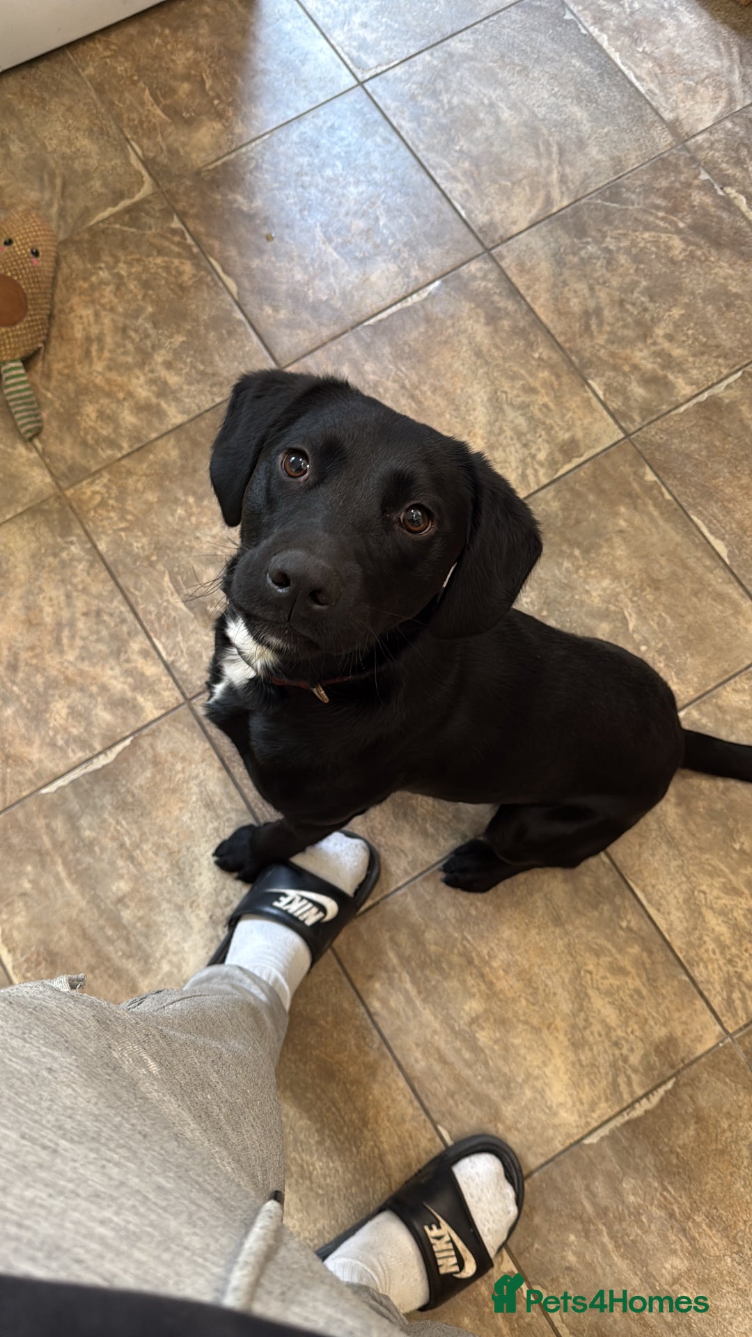 Mixed Breed dogs for sale: 1 year old GSP X Lab  - Image 2
