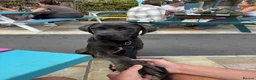 Cane Corso dogs for sale: Cello 10 month old cane corso 🐾 - Advert 1