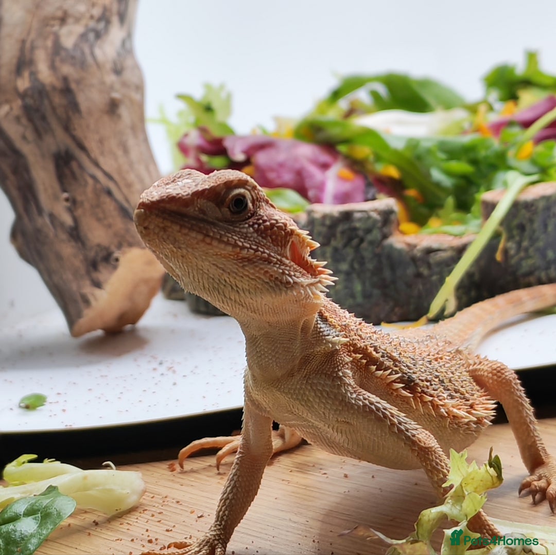 Bearded Dragon reptiles for sale: Bearded dragons hypo blue bar het trans  - Image 4