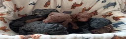 Mixed Breed dogs for sale: Beautiful Poodle Puppies 🩷 - Advert 12