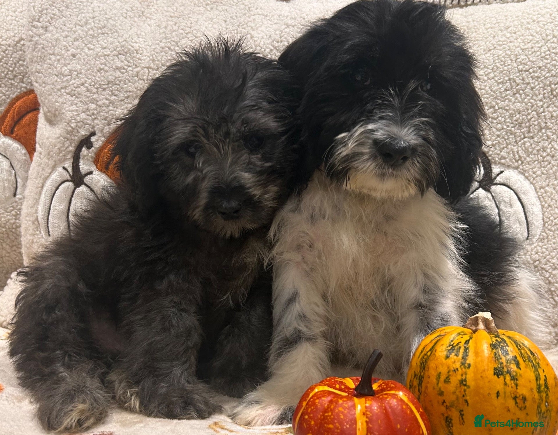 Mixed Breed dogs Beautiful cockerpoo cross puppies  - Advert 6