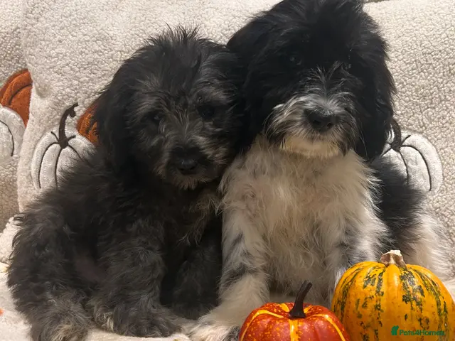 Mixed Breed dogs for sale: Beautiful cockerpoo cross puppies - Advert 1